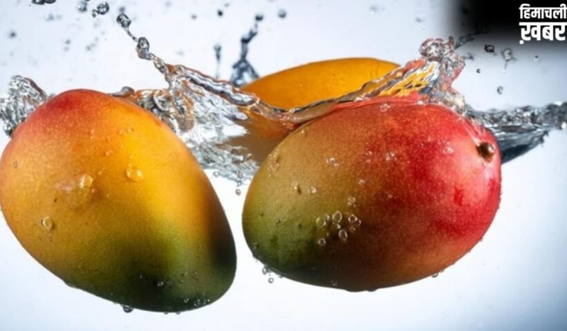 खाने से 30 मिनट पहले आम को पानी में क्यों भिगोकर रखना चाहिए? क्या है इसके पीछे की साइंटिफिक वजह​