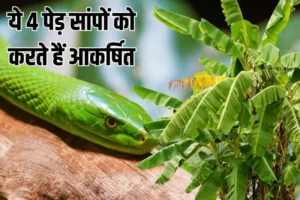 घर के आसपास हैं ये 4 पेड़? तो तुरंत फेंक दें उखाड़कर, सुंगध से खींचे दौड़े आते हैं जहरीले सांप