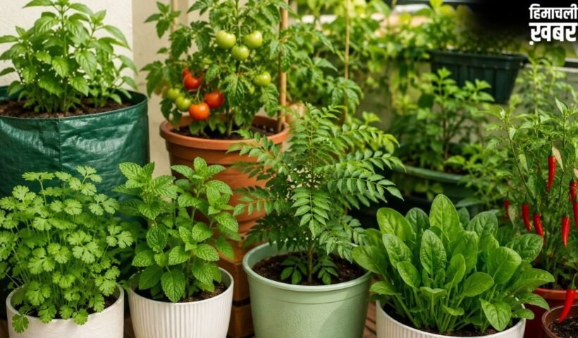 घर के किचन गार्डन में लगाएं ये 5 पौधे, बस कुछ जरूरी बातों का रखें ध्यान​