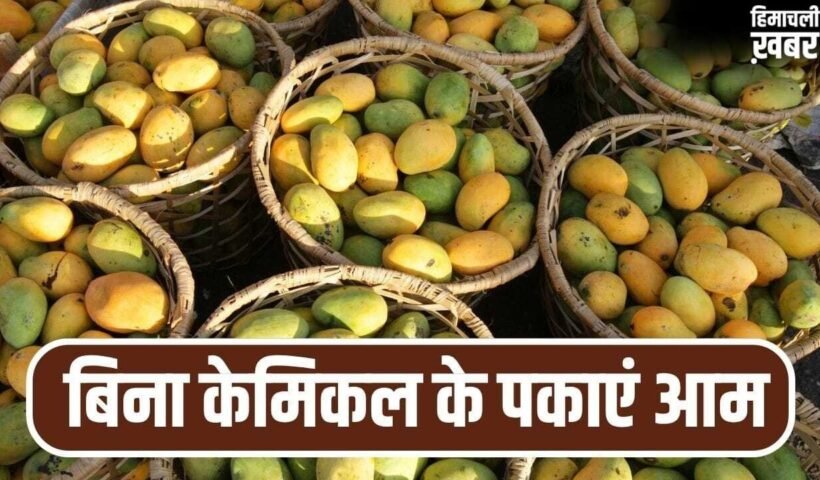 घर पर बिना केमिकल के पका सकते हैं आम, बस आजमाएं ये पुराने तरीके
