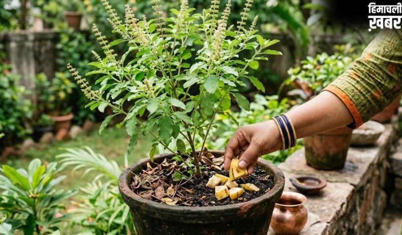 तुलसी के पौधे में केले का छिलका डालने से क्या होता है?​
