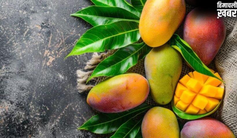 पहले के समय में आम को कैसे पकाया जाता था, इन देसी तरीकों से प्राकृतिक रूप से पकते थे Mango
