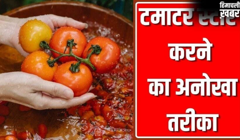 महिला ने टमाटर स्टोर करने का बताया ऐसा गजब तरीका, कई महीने नहीं होंगे खराब!