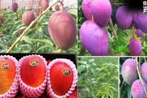 शहद से भी ज्यादा मीठा है दुनिया का सबसे महंगा आम, कीमत लाखों में, जानें इस Mango की खासियत​