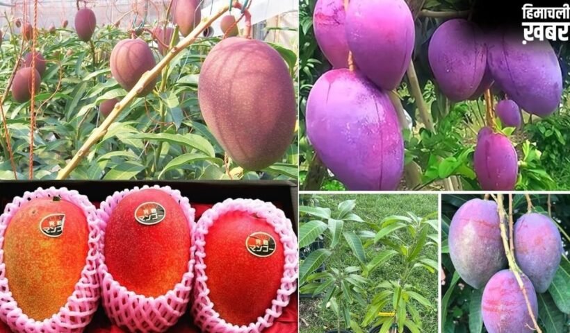 शहद से भी ज्यादा मीठा है दुनिया का सबसे महंगा आम, कीमत लाखों में, जानें इस Mango की खासियत​