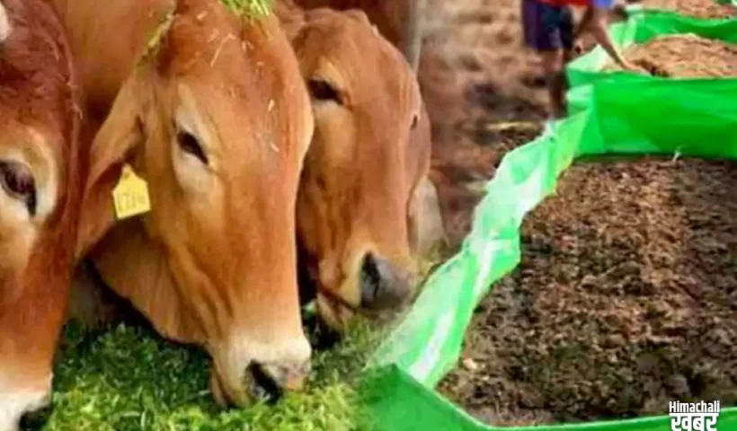 ​​1 गाय से 6 एकड़ जमीन को कर सकते हैं उपजाऊ, गाय के गोबर व गोमूत्र से तैयार हुई अनोखी खाद​​​​​