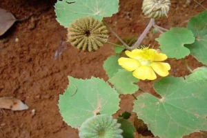 ​​51 खतरनाक बीमारियों को जड़ से खत्म कर सकता है, ये रहस्यमयी पौधा​​​​​