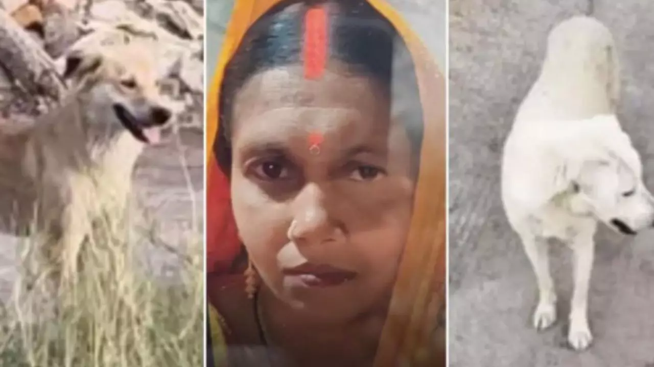 ​​6 दिन से लापता महिला, जांच एजेंसी या पुलिस नहीं! कैसे 2 लावारिस कुत्तों ने सुलझाई मौत की गुत्थी?