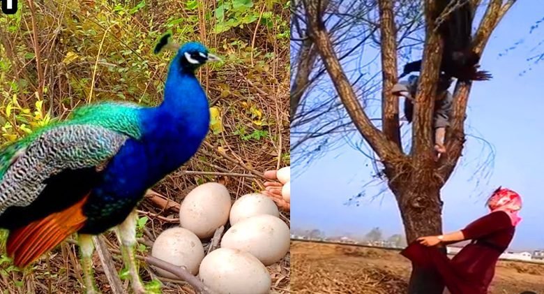 ​​अंडा चुराने गया था चालाक युवक गुस्से में आई मोरनी ने किया ऐसा हमला कि याद आ गई नानी​​​​​