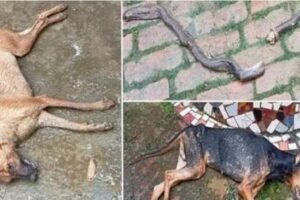 ​​घर में घुस रहें नाग से लड़ गए शेरू और कोको, बचाई मालिक की जान। पेश की वफादारी की मिसाल…​​​​​