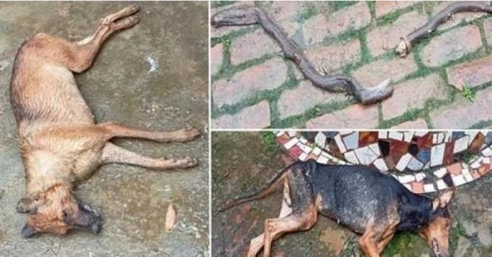 ​​घर में घुस रहें नाग से लड़ गए शेरू और कोको, बचाई मालिक की जान। पेश की वफादारी की मिसाल…​​​​​