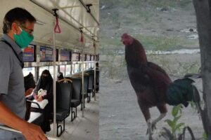 ​​जब बस में सफर कर रहा था मुर्गा, कंडक्टर ने काट दिया 30 रुपए का टिकट, देखें फिर क्या हुआ​​​​​