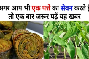​​जाने अनजाने में अगर आप भी कर रहे हो इस पत्ते का सेवन तो एक बार जरूर पढ़ लें ये खबर​​​​​