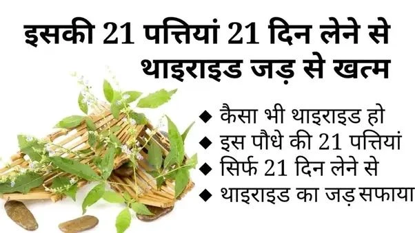 ​​थाइराइड का इलाज आसान: रोज 21 दिन लें ये पत्तियां और पाएं स्थायी राहत​​​​​