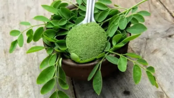 ​​दूध केला पालक का बाप है मोरिंगा के पत्ते 1 दिन में कितना खाएं? डॉ से जानें सहजन के पत्ते खाने का