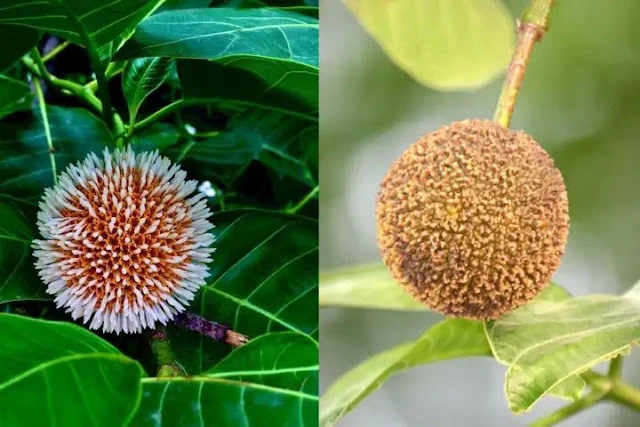 ​​पुरुषों के लिए वरदान है ये फल: स्टैमिना से लेकर स्पर्म काउंट तक होगा जबरदस्त फायदा​​​​​
