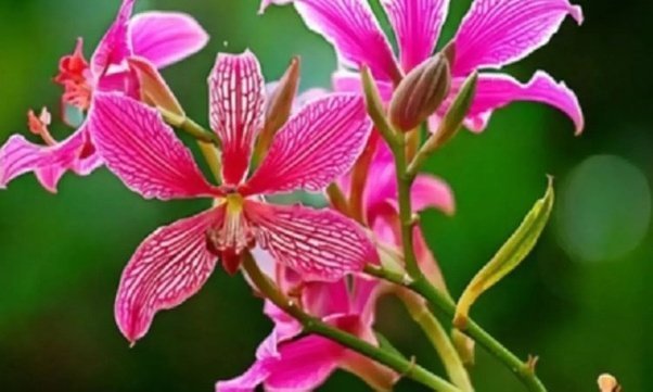 ​​बवासीर के लिए काल है कचनार के पेड़ की जड़, जान लें प्रयोग का सही तरीका​​​​​